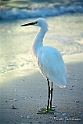 Egret at Sanibel Island